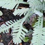 Achillea clavennae Лист