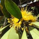 Xanthostemon chrysanthus Žiedas
