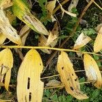 Polygonatum biflorum Leaf