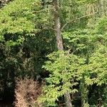 Diospyros virginiana Hábito