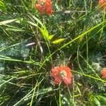 Sphaeralcea coccinea Flower