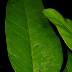 Philodendron inaequilaterum Blad
