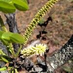 Stryphnodendron adstringens