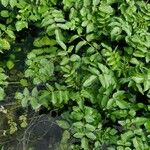 Rorippa nasturtium-aquaticum Leaf