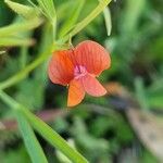 Lathyrus sphaericus 花