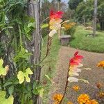 Ipomoea lobataFlower