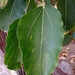 Oreopanax nymphaeifolius Hoja