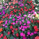 Impatiens hawkeri ശീലം