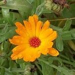 Calendula suffruticosa Blüte