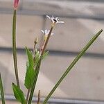 Epilobium ciliatum 花