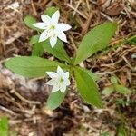 Lysimachia europaea Blomma