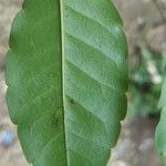 Zanthoxylum caribaeum Leaf