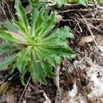 Campanula speciosa 葉