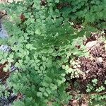 Adiantum capillus-venerisList