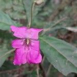 Impatiens firmula Flor