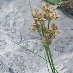 Juncus compressus Λουλούδι