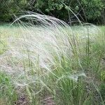 Stipa pennata Kvet