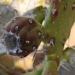 Opuntia monacanthos Fruit