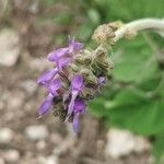 Salvia nutans Blomst