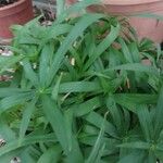 Cyperus albostriatus ᱥᱟᱠᱟᱢ