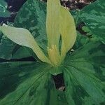 Trillium luteum