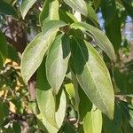 Cornus capitata Folha