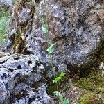 Hieracium amplexicaule Tervik taim