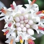 Senecio rowleyanus Květ