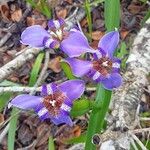 Trimezia coerulea Flower