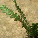 Angraecum aporoides Blad