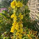 Verbascum thapsusFlor