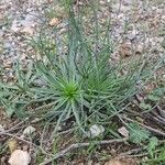 Asphodelus fistulosus 葉