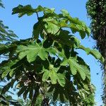 Cecropia schreberiana Hoja