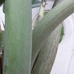 Zamioculcas zamiifolia Rinde