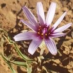 Scorzonera undulata Flors
