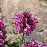 Pedicularis verticillata Flower