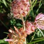 Trifolium fragiferum Frucht