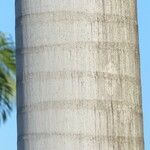 Roystonea regia Casca