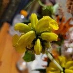 Phlomis fruticosaFlower