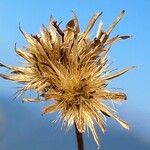 Serratula tinctoria Fruchs