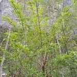 Sambucus canadensis Habitat