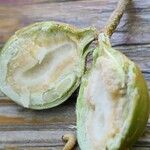 Celtis bungeana Other
