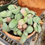 Gasteria glomerata Hábito