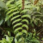 Woodwardia radicans