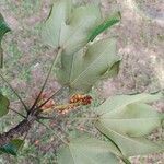 Sterculia apetala Leaf