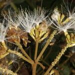 Inga oerstediana Fruit