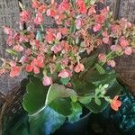 Kalanchoe delagoensisFleur