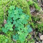 Oxalis acetosella Leaf