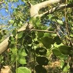 Dalbergia melanoxylon Лист