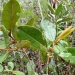 Austrobuxus rubiginosus Habit